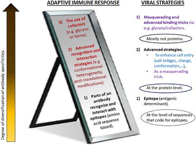 Rarely Recognized Antibody Diversification in Covid-19 Evolution to Counteract Advanced SARS-CoV-2 Evasion Strategies, and Implications for Prophylactic Treatment